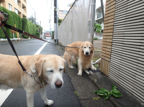 今日の散歩は車見物_f0052277_02404434.jpg