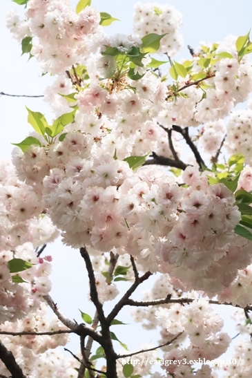 あしかがフラワーパーク_d0353281_00235712.jpg