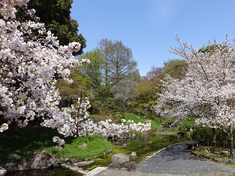 4 12須磨離宮公園の桜 明石 兵庫探検 4 12須磨離宮公園の桜 明石 兵庫探検