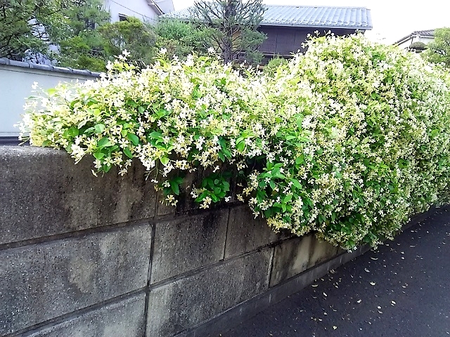 テイカカズラ による塀の装飾 健気に育つ植物たち