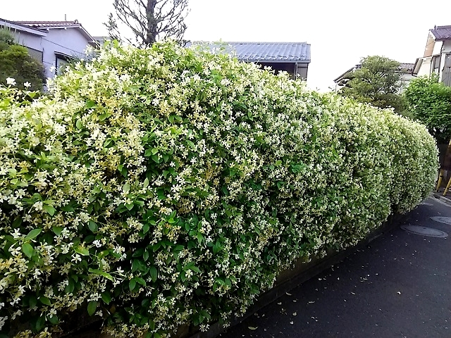 テイカカズラ による塀の装飾 健気に育つ植物たち