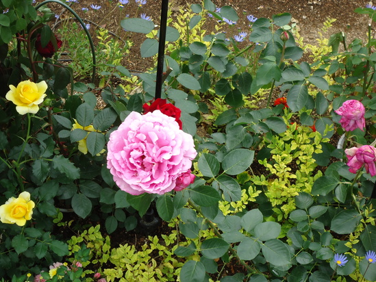 ラグーナへお花見学♪_f0220087_1520407.jpg