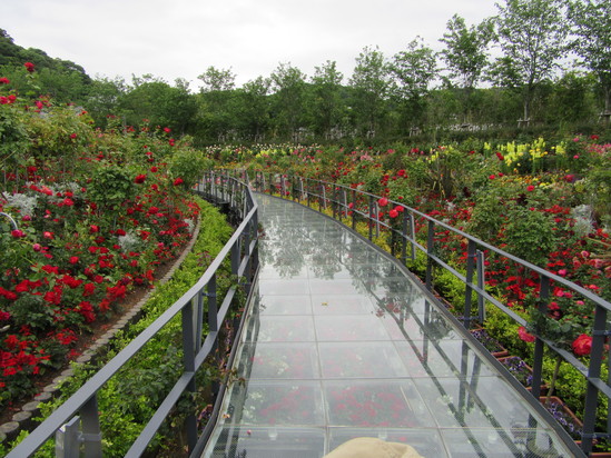 ラグーナへお花見学♪_f0220087_15263936.jpg