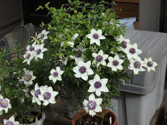 テッセンの仲間 花のある生活 クレマチス