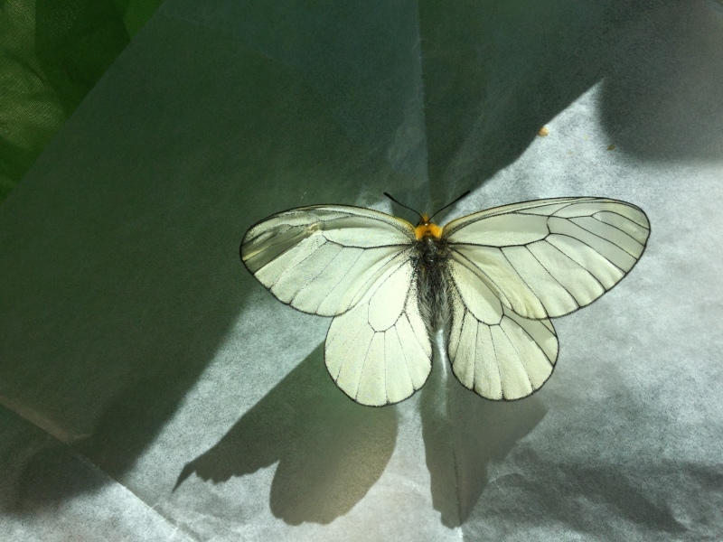 ウスバシロチョウ・シロチョウ ウスバシロチョウの特徴、分布、生態、写真をご紹介します。｜目に