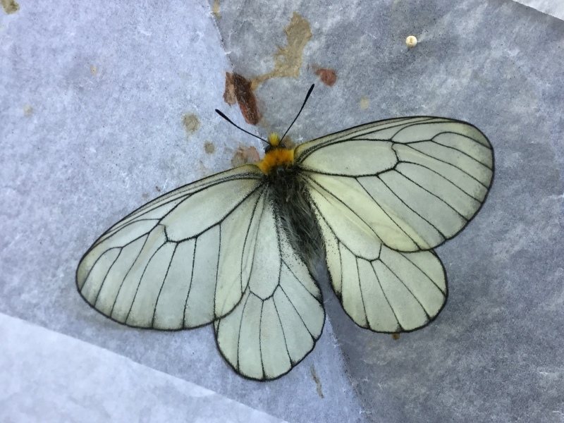 ウスバシロチョウ・シロチョウ ウスバシロチョウの特徴、分布、生態、写真をご紹介します。｜目に