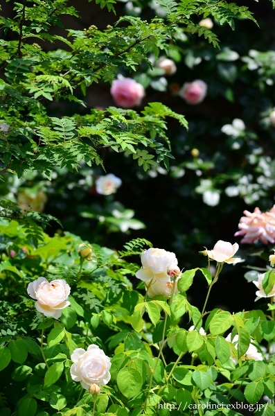 薔薇満開な庭　　My Rose Garden 2 - お茶の時間にしましょうか－キャロ＆ローラのちいさなまいにち－　Caroline & Laura's tea break