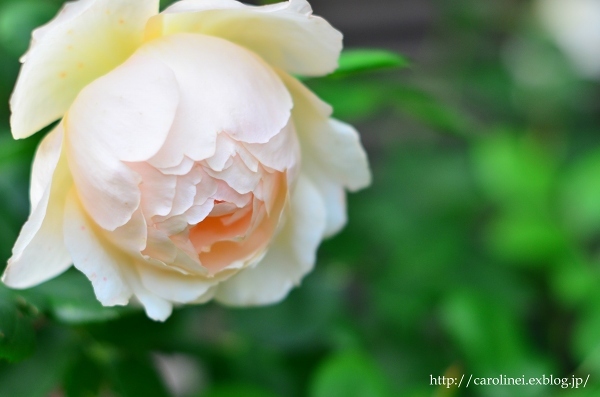 薔薇満開な庭　　My Rose Garden 2_d0025294_16000236.jpg