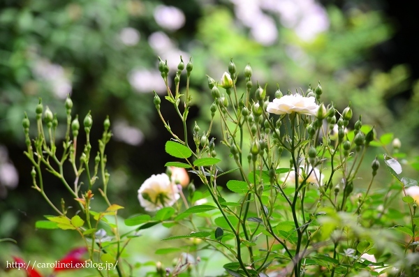 薔薇満開な庭　　My Rose Garden 2_d0025294_16001445.jpg