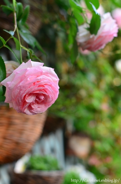 薔薇満開な庭　　My Rose Garden 2_d0025294_16003089.jpg
