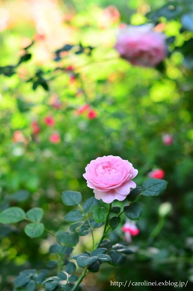 薔薇満開な庭　　My Rose Garden 2_d0025294_16010837.jpg