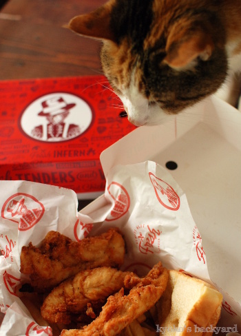 Slim Chickensのチキンテンダー(と猫)_b0253205_06375595.jpg