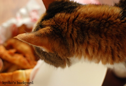 Slim Chickensのチキンテンダー(と猫)_b0253205_06381464.jpg
