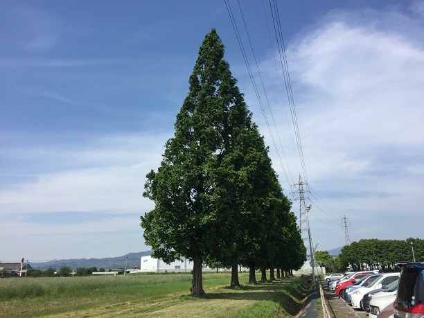 キリン花園 甘木市馬田 今日は何処まで キリン花園 甘木市馬田 今日は何処まで