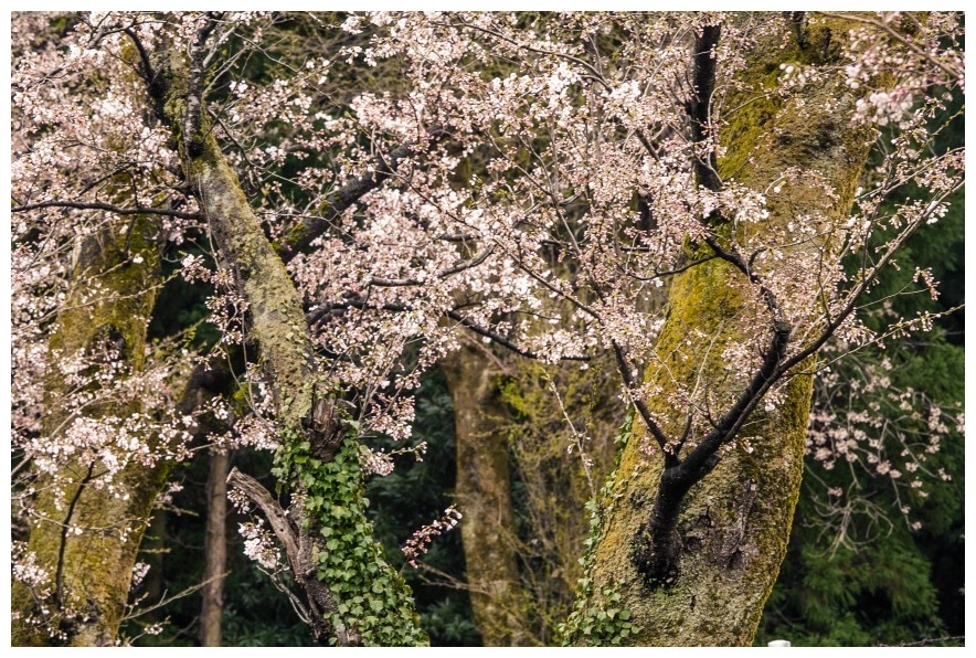 新江の桜並木　３　雨上がりの桜_b0128609_13105532.jpg