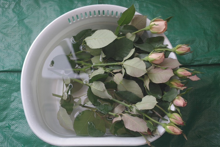 切花品種 サウダージ の挿し木 はにみゅめも 切花品種 サウダージ の挿し木 はにみゅめも