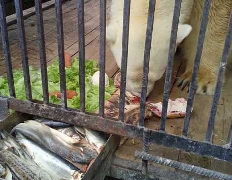 ロシア・西シベリア、セヴェルスク動物園のウドのニンジンとレタスを給餌の最初に食べる風変わりな嗜好_a0151913_2030235.jpg