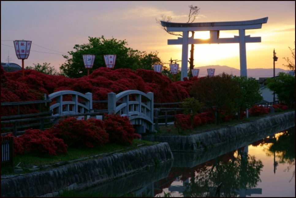 霧島つつじ咲く長岡天満宮_e0177413_19523534.jpg