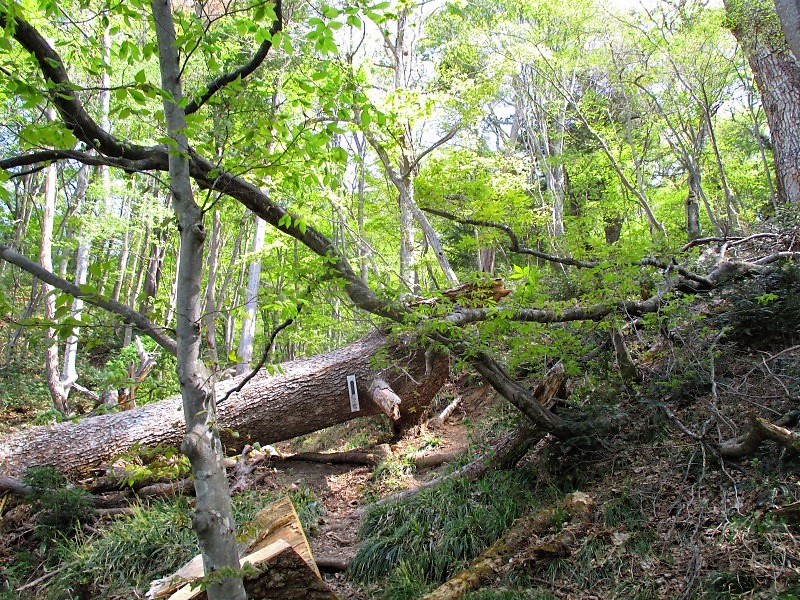 沼田市　コブシ咲く迦葉山で岩登りと残雪の湿原　　　　　Kashōzan in Numata, Gunma_f0308721_22153068.jpg