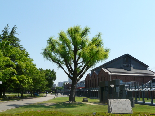 初夏の陽気_e0118827_10192660.jpg