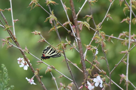 2017年5月中旬　新潟県　ギフチョウ　_c0353632_12242334.jpg