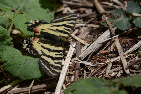 2017年5月中旬　長野県　ギフチョウ　ヒメギフチョウ_c0353632_14050899.jpg