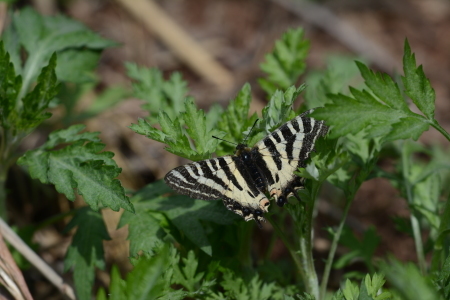 2017年5月中旬　長野県　ギフチョウ　ヒメギフチョウ_c0353632_14124016.jpg