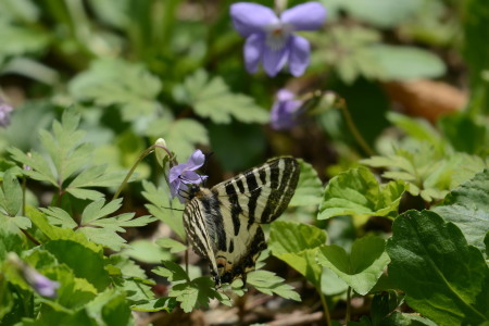 2017年5月中旬　長野県　ギフチョウ　ヒメギフチョウ_c0353632_14322783.jpg