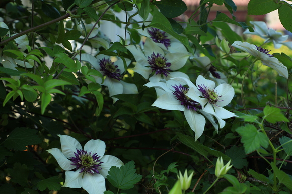 今日の庭の花達　西側のバラたち_a0161745_6301661.jpg