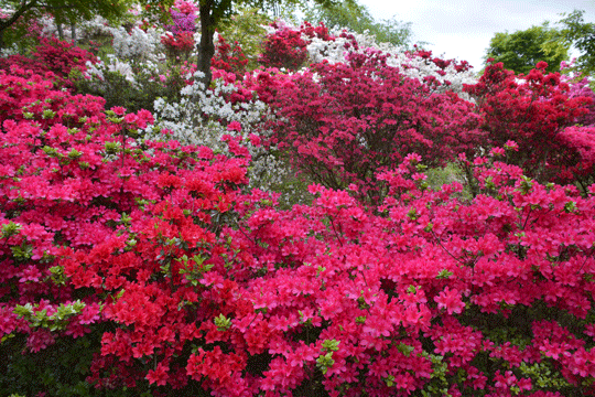 c0093046_8254896.gif
