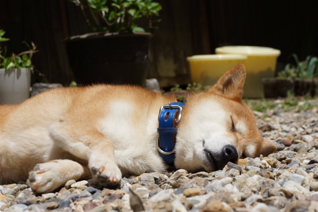 集まった勇士たち!みんなで楽しんだ田植え。一人で頑張る時代はもう終わった！_f0337851_22305510.jpg