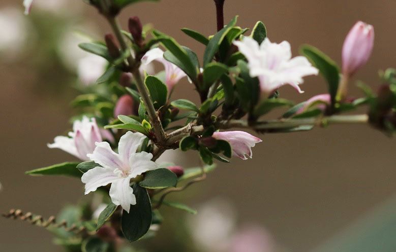ハクチョウゲ 白丁花 えるだまの植物図鑑