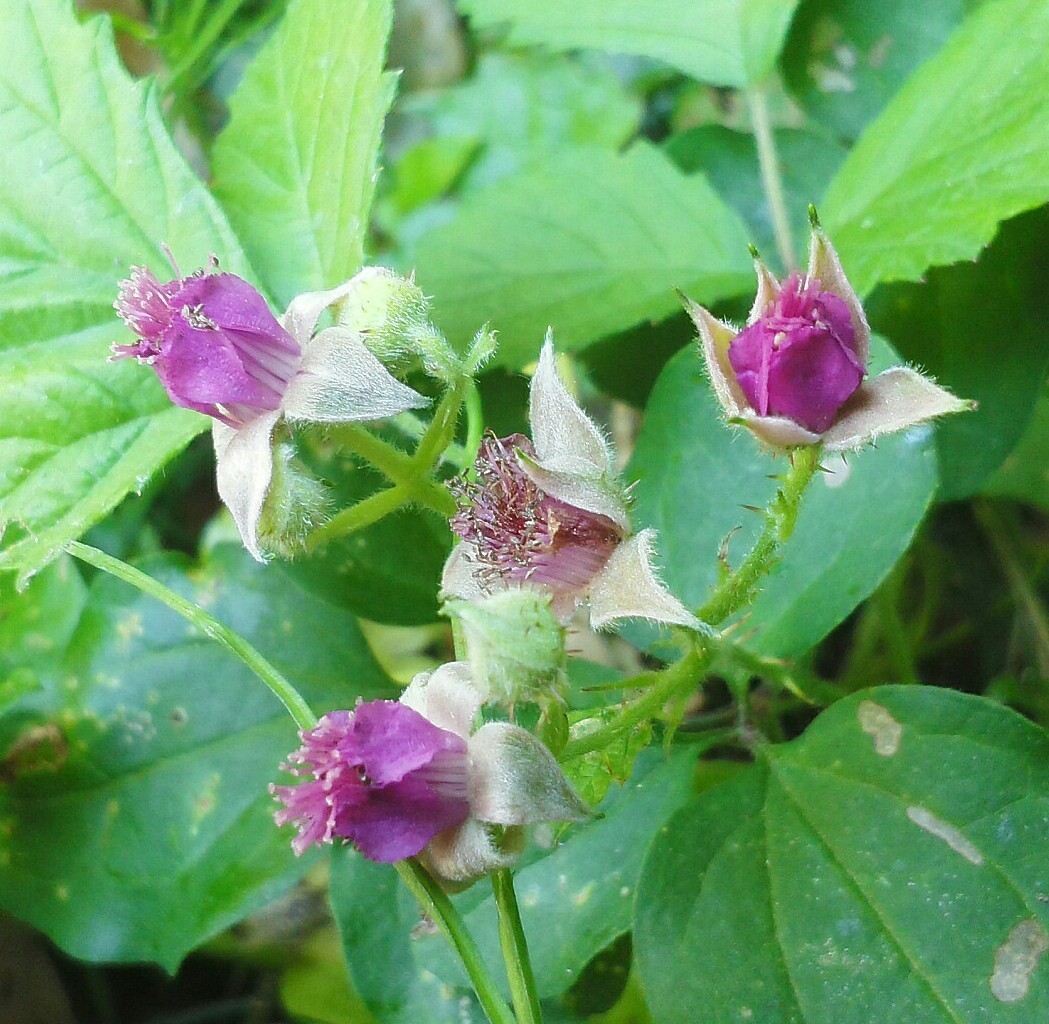 野いちごの花咲く頃…_b0368362_06260188.jpg