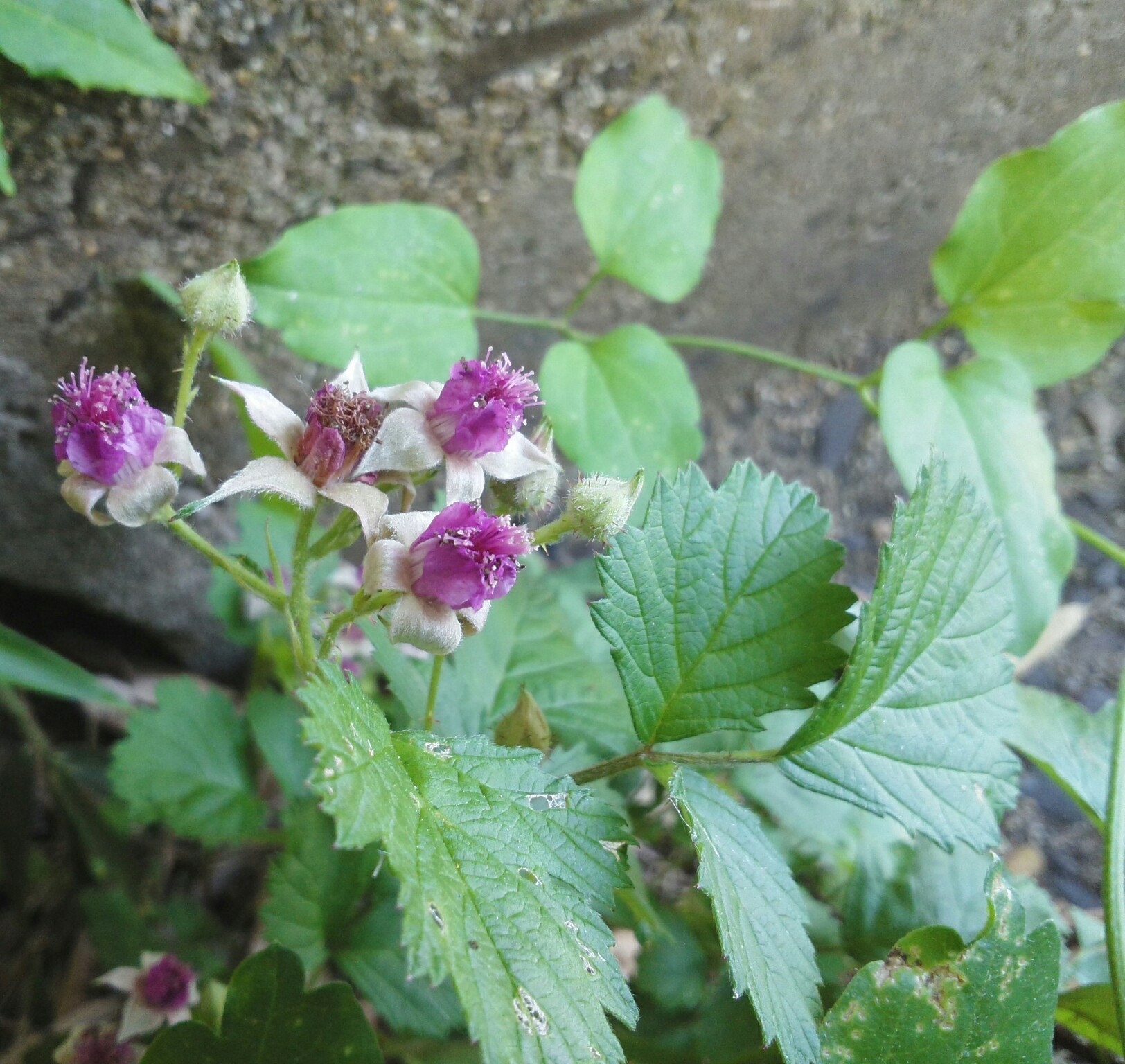 野いちごの花咲く頃…_b0368362_06261745.jpg