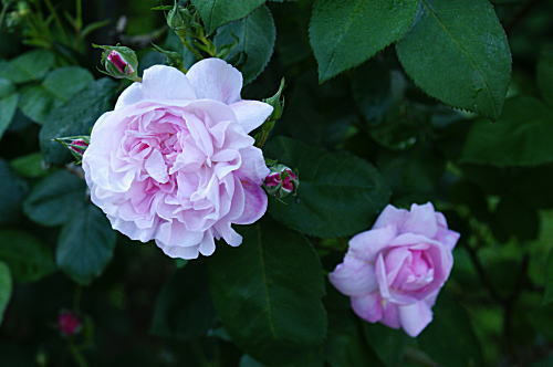 朝のバラ・・ピンクのバラが咲きだす_c0194163_20342013.jpg