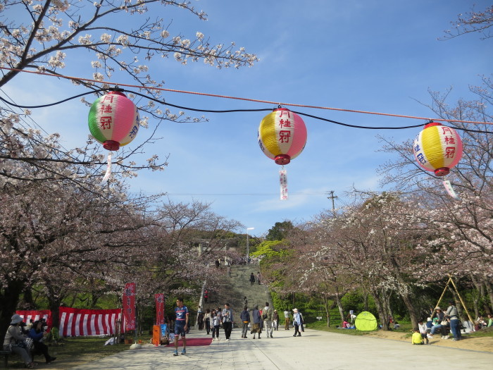 2017の桜_f0189867_17074208.jpg