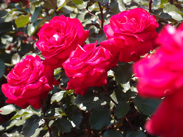 b0006870_21495572.jpg