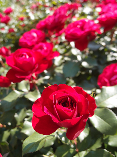 b0006870_22251215.jpg