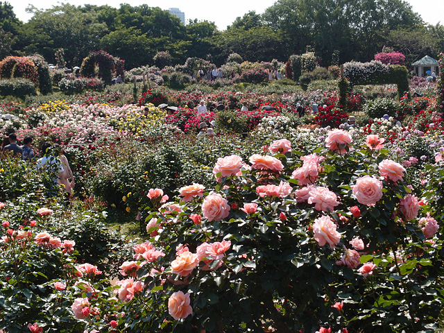b0006870_2226165.jpg