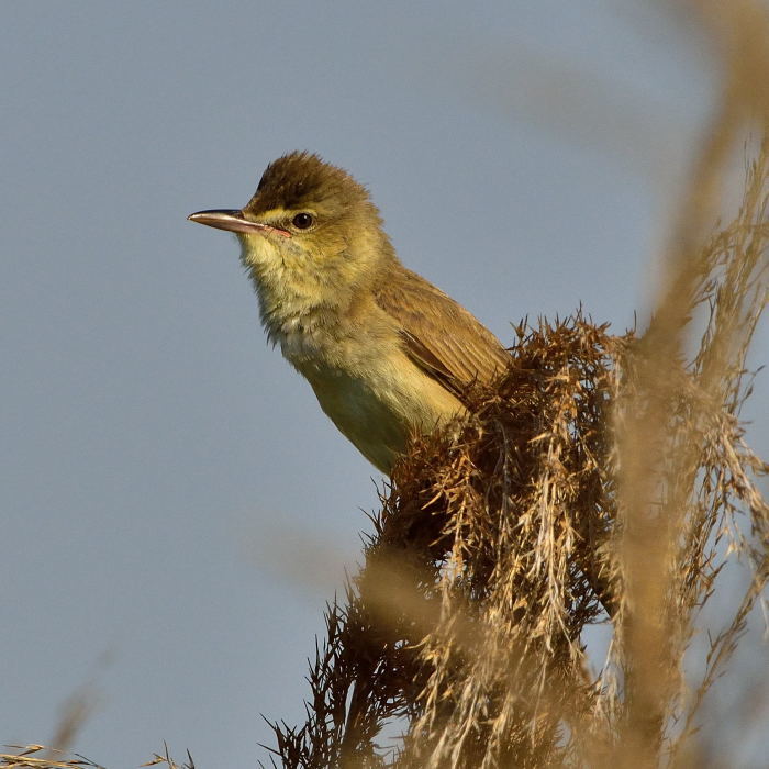 オオヨシキリ（大葦切）/Great reed warbler_f0365975_22493293.jpg