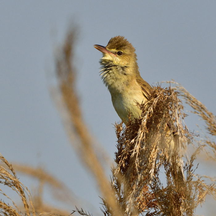 オオヨシキリ（大葦切）/Great reed warbler_f0365975_22494130.jpg