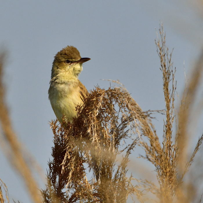 オオヨシキリ（大葦切）/Great reed warbler_f0365975_22495075.jpg