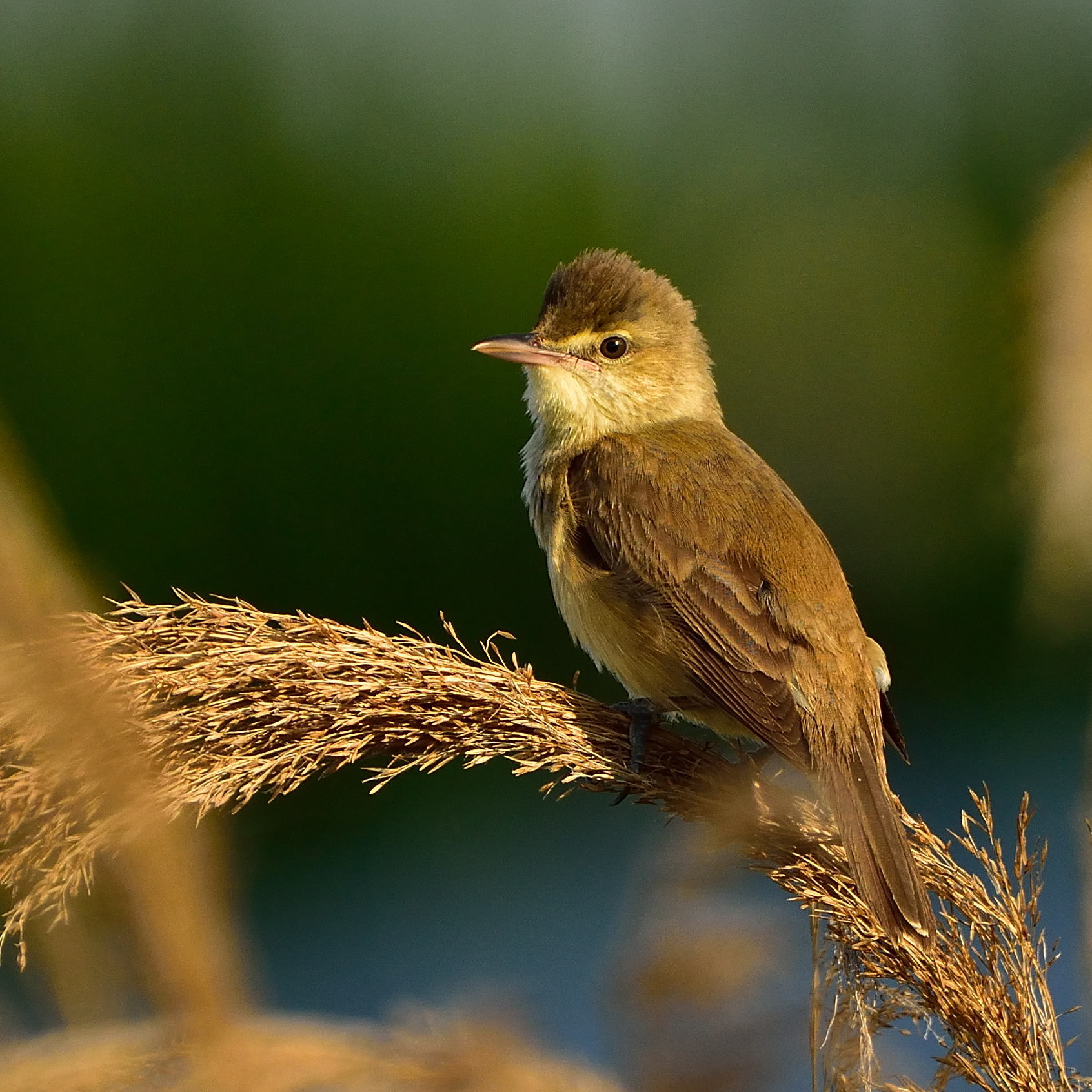 オオヨシキリ（大葦切）/Great reed warbler_f0365975_22501817.jpg