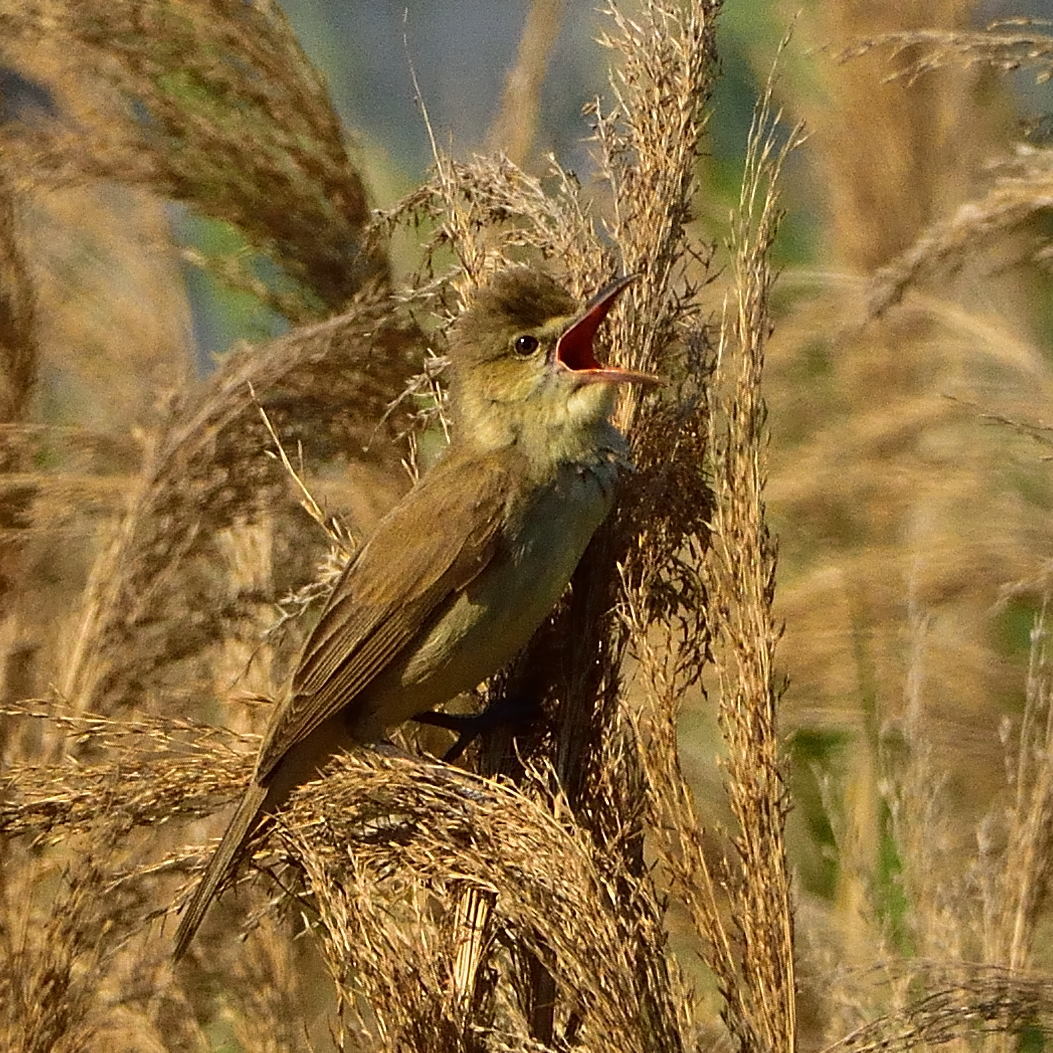 オオヨシキリ（大葦切）/Great reed warbler_f0365975_22504401.jpg