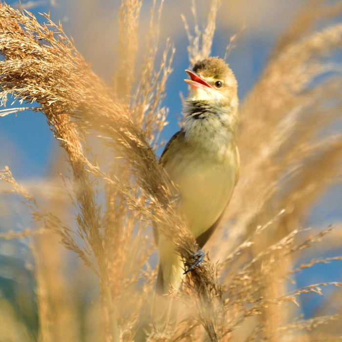 オオヨシキリ（大葦切）/Great reed warbler_f0365975_22505770.jpg