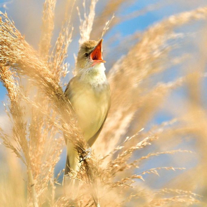 オオヨシキリ（大葦切）/Great reed warbler_f0365975_22510860.jpg