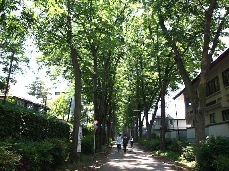 Tokyo Travel Guide Kichijoji Sightseeing 100 -003 Zelkova Tree-Lined Street  Seikei University_e0122680_16060277.jpg