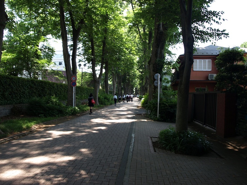 Tokyo Travel Guide Kichijoji Sightseeing 100 -003 Zelkova Tree-Lined Street  Seikei University_e0122680_16075736.jpg