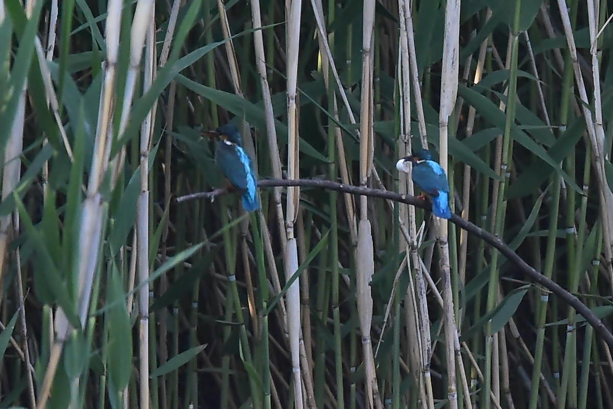 S沼の孵化確認_c0144588_23250643.jpg