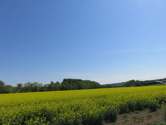 菜の花その２_c0171889_08743.jpg